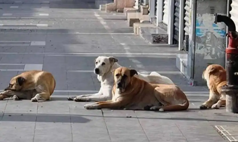 Vangölü Aktivistleri: Sokak hayvanlarına dair uygulamalar yeniden gözden geçirilmeli