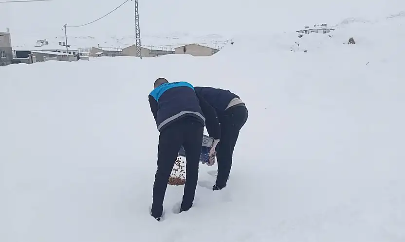 Yaban Hayvanları için Erek Dağı eteklerinde yem bırakıldı