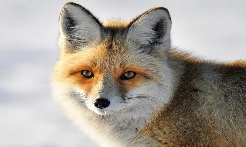 Yaban hayvanlarının yerleşim yerlerine inmesi endişelendiriyor