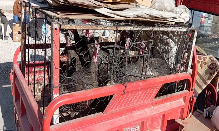 Yılbaşı öncesi hindi satışlarına yoğun ilgi