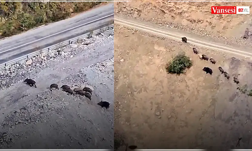 Yüksekova-Van kara yolu üzerinde domuz sürüsü görüntülendi
