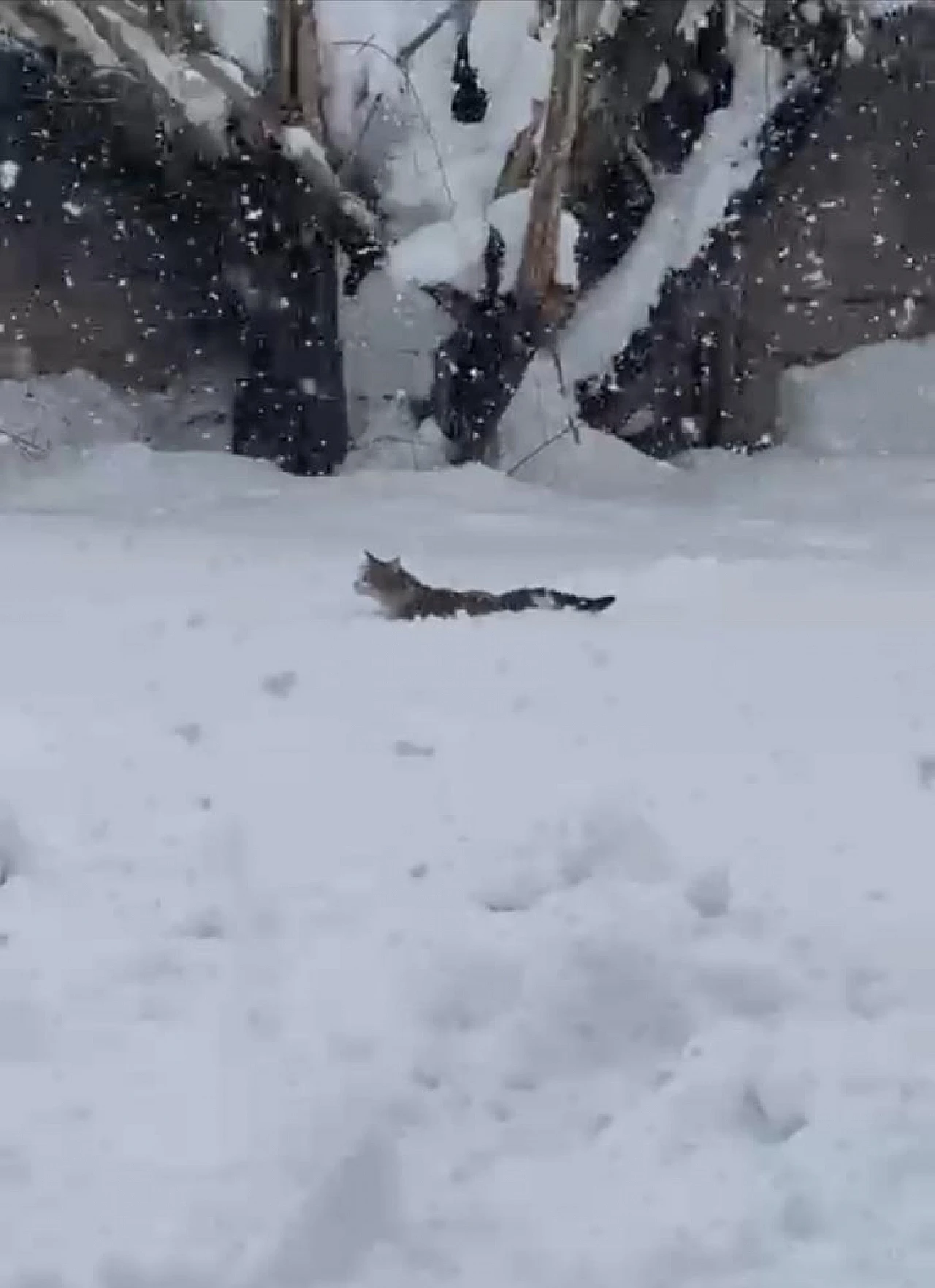 Kedinin karla zorlu mücadelesi