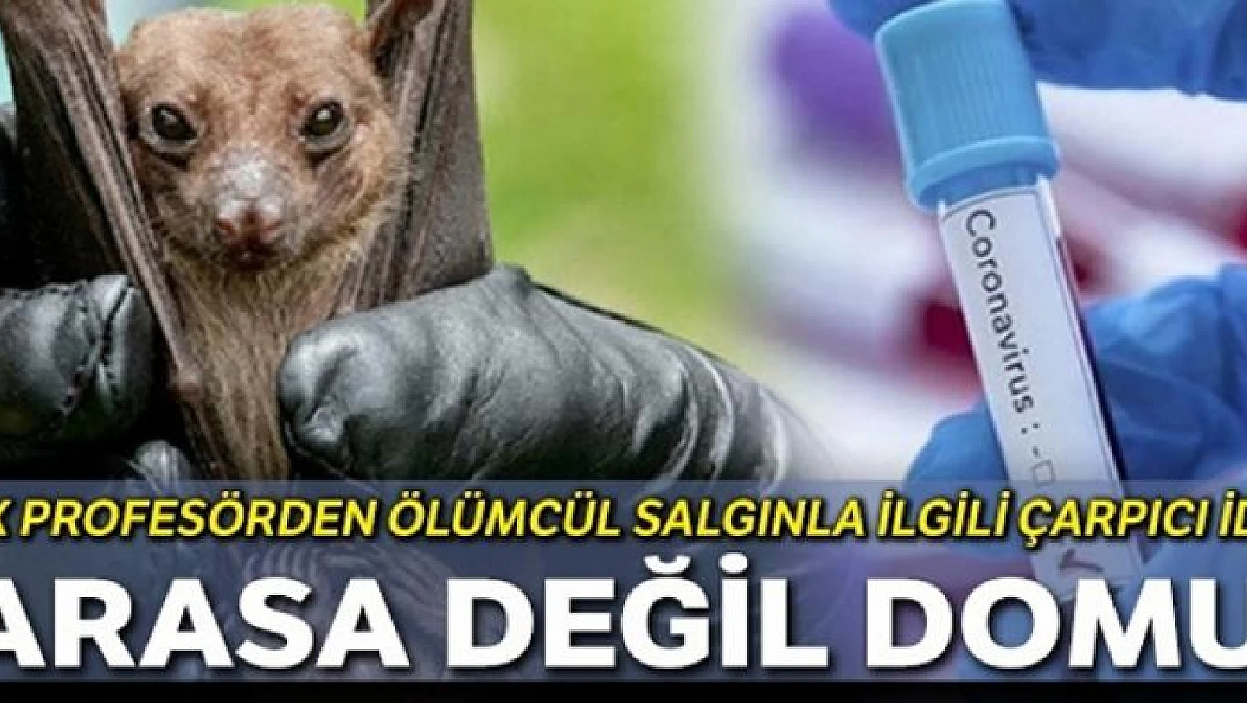 Türk profesörden çarpıcı iddia: Yarasa değil domuz
