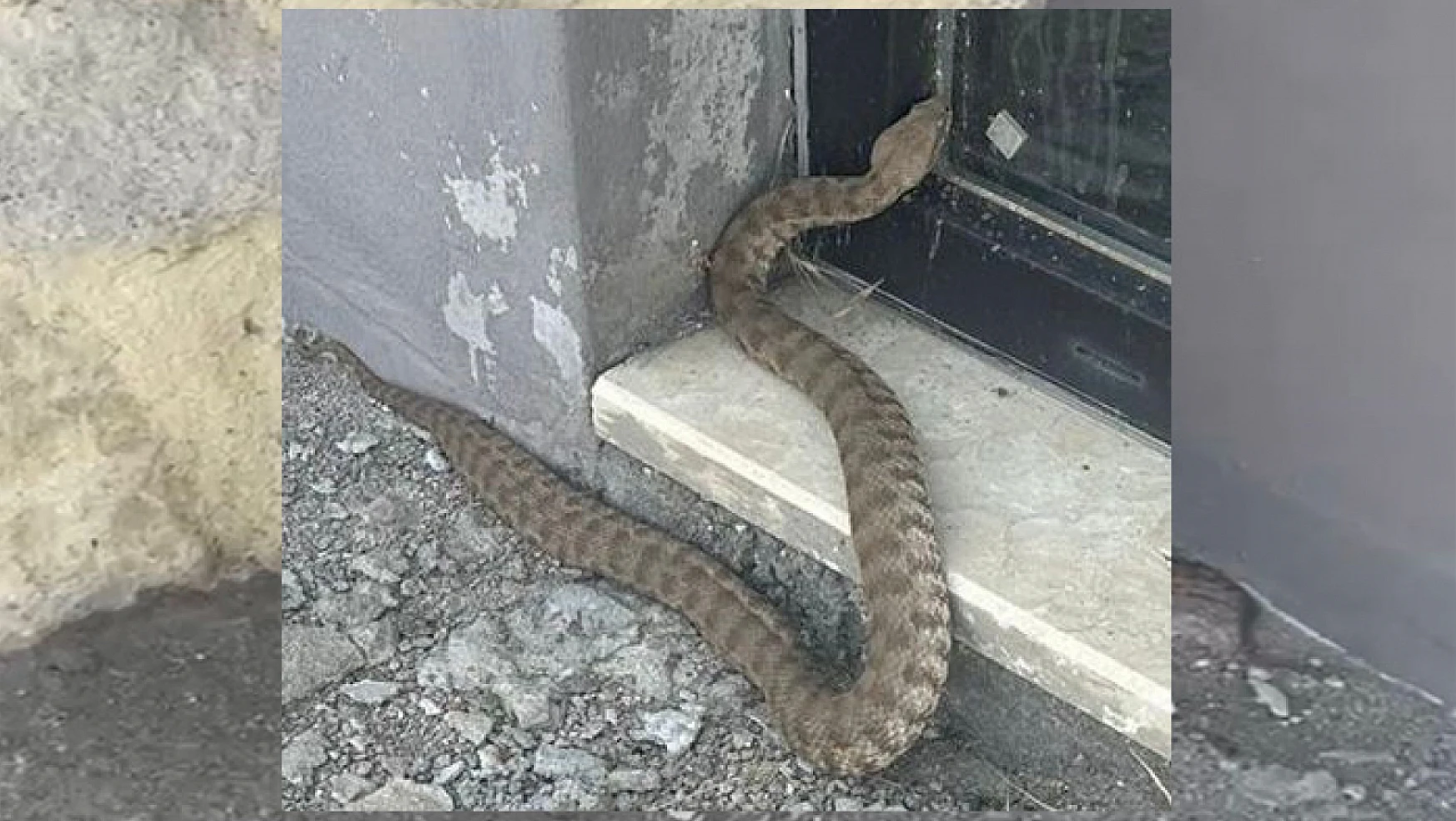 2 metrelik engerek yılanı görüntülendi