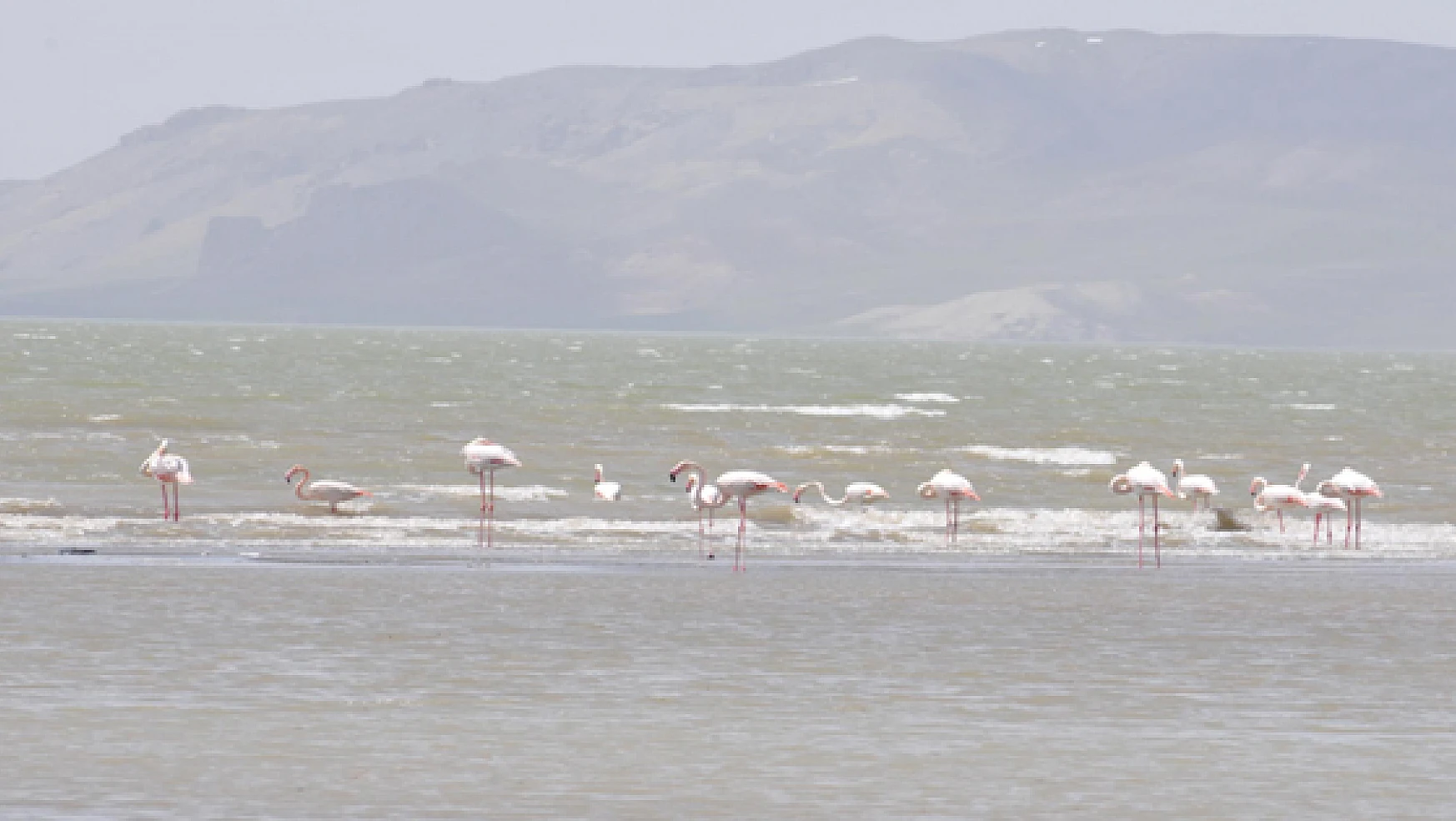 Flamingolar Vana Geldi