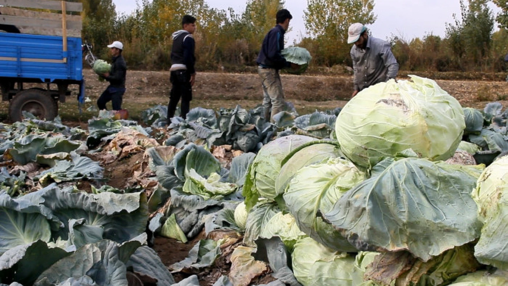 Erciş'te yetiştirilen lahana bölgenin ihtiyacını karşılıyor