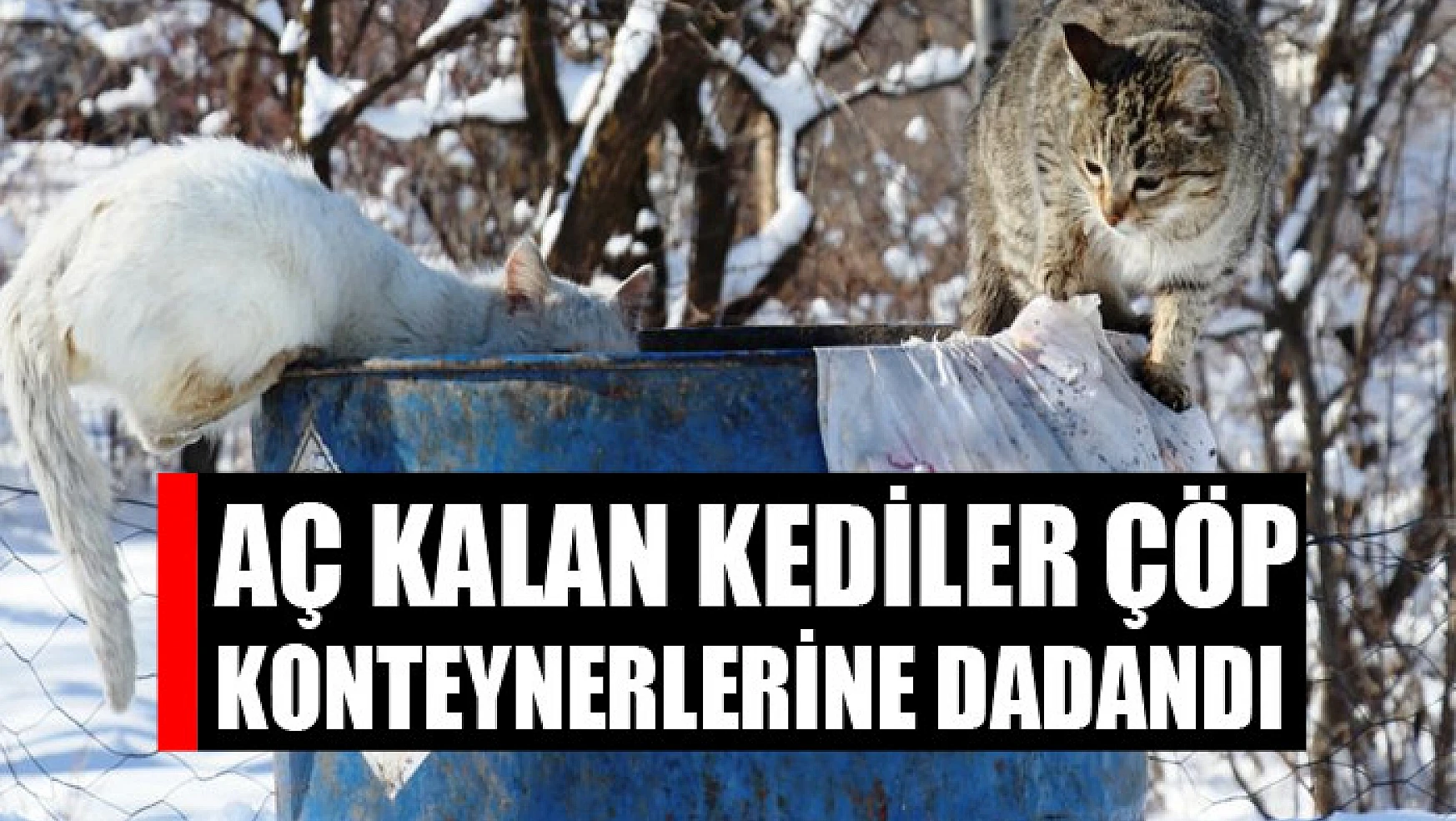 Aç kalan kediler çöp konteynerlerine dadandı