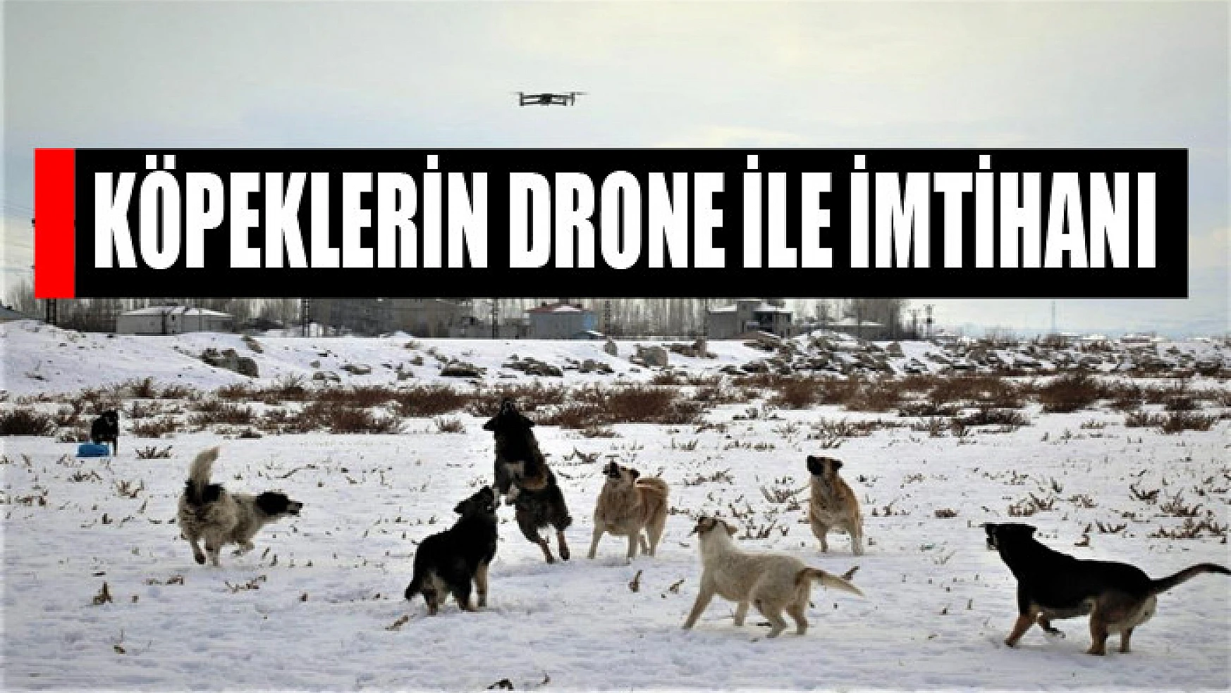 Köpeklerin drone ile imtihanı