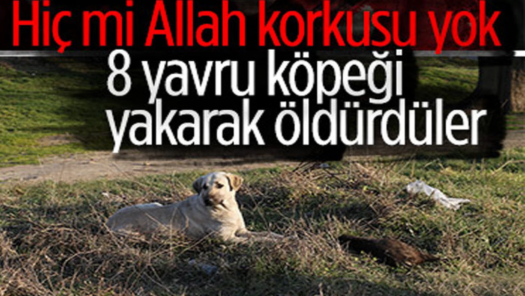 Edirne'de vahşice yakılan 8 yavru köpek ölüsü bulundu