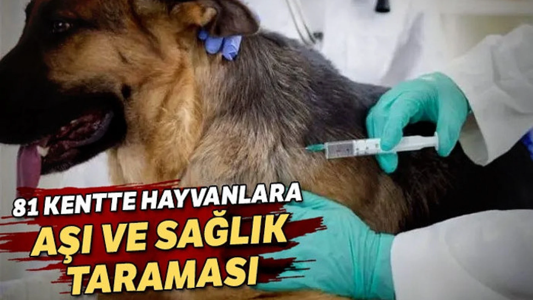 81 kentte hayvanlara aşı ve sağlık taraması