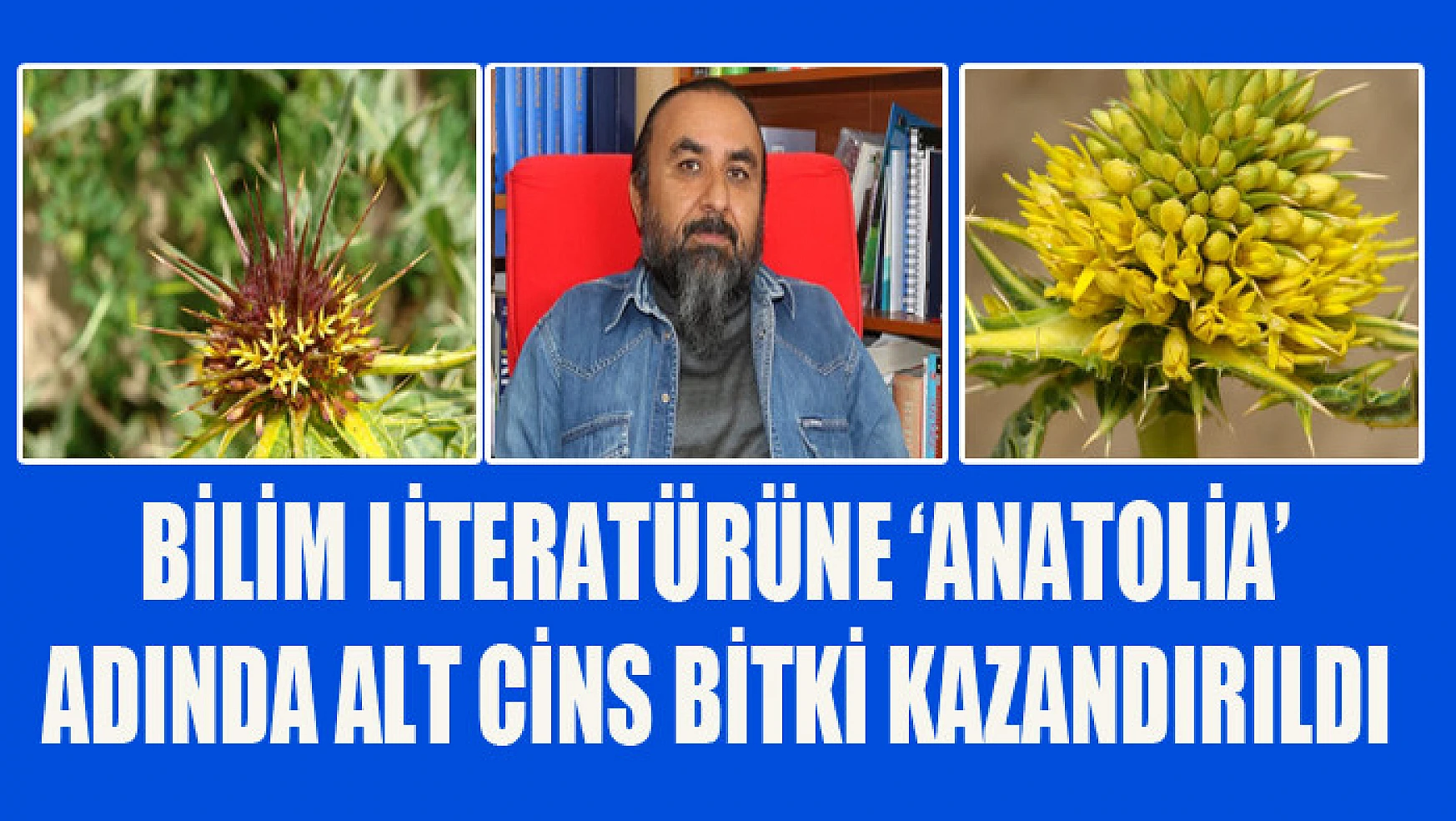 Bilim literatürüne 'Anatolia' adında alt cins bitki kazandırıldı