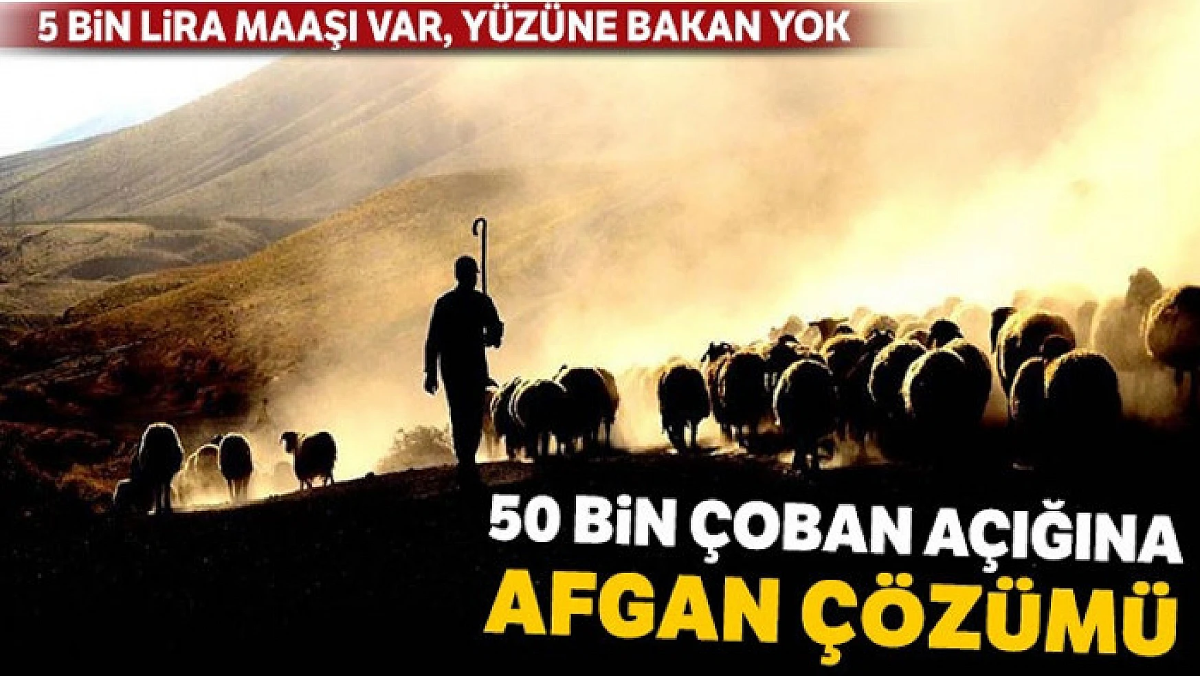 50 bin çoban açığına Afgan çözümü