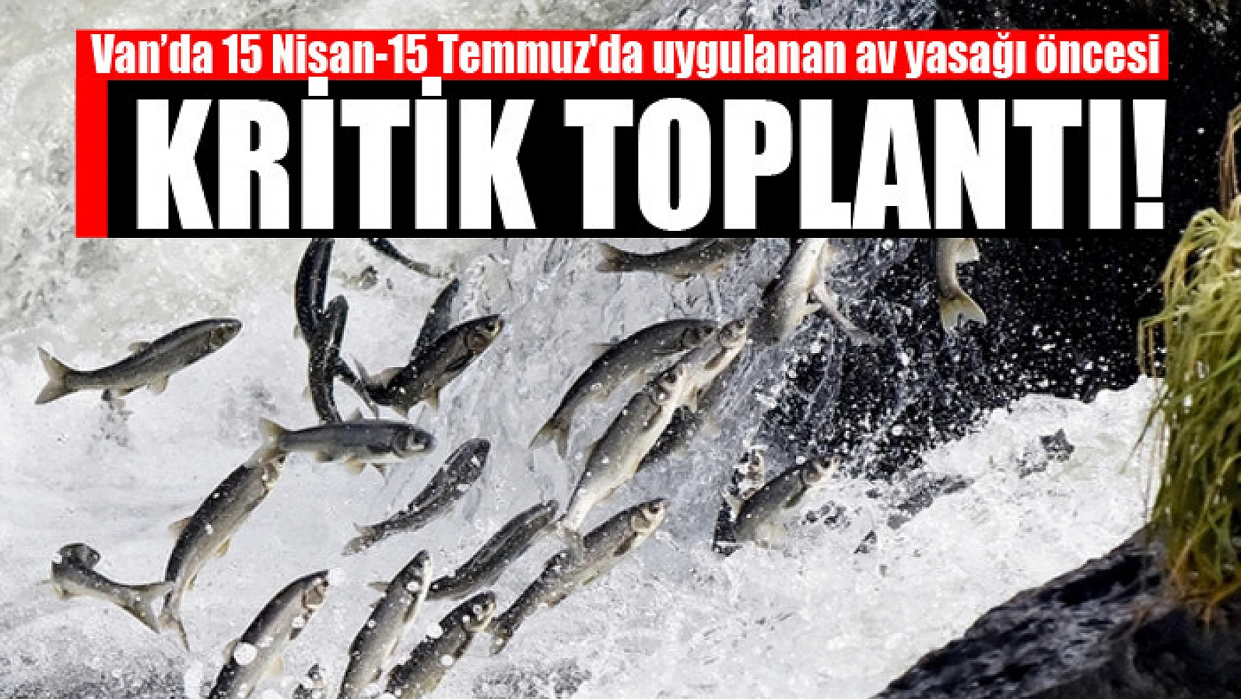 Van balığı av yasağı 15 Nisan'da başlıyor
