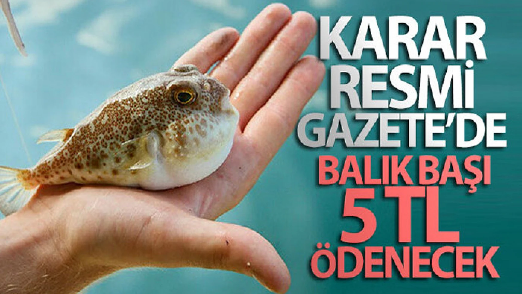 Balon balığı avcılığının desteklenmesine ilişkin karar Resmi Gazetede yayımlandı