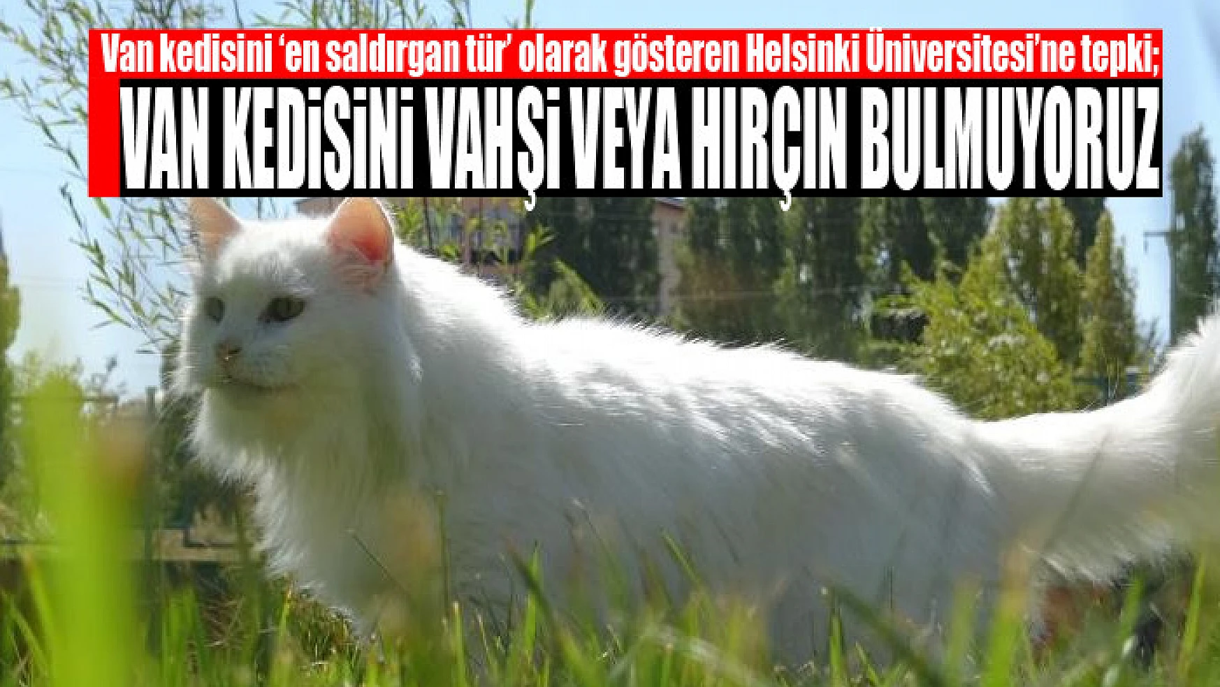 Van kedisini 'en saldırgan tür' olarak gösteren Helsinki Üniversitesi'ne tepki