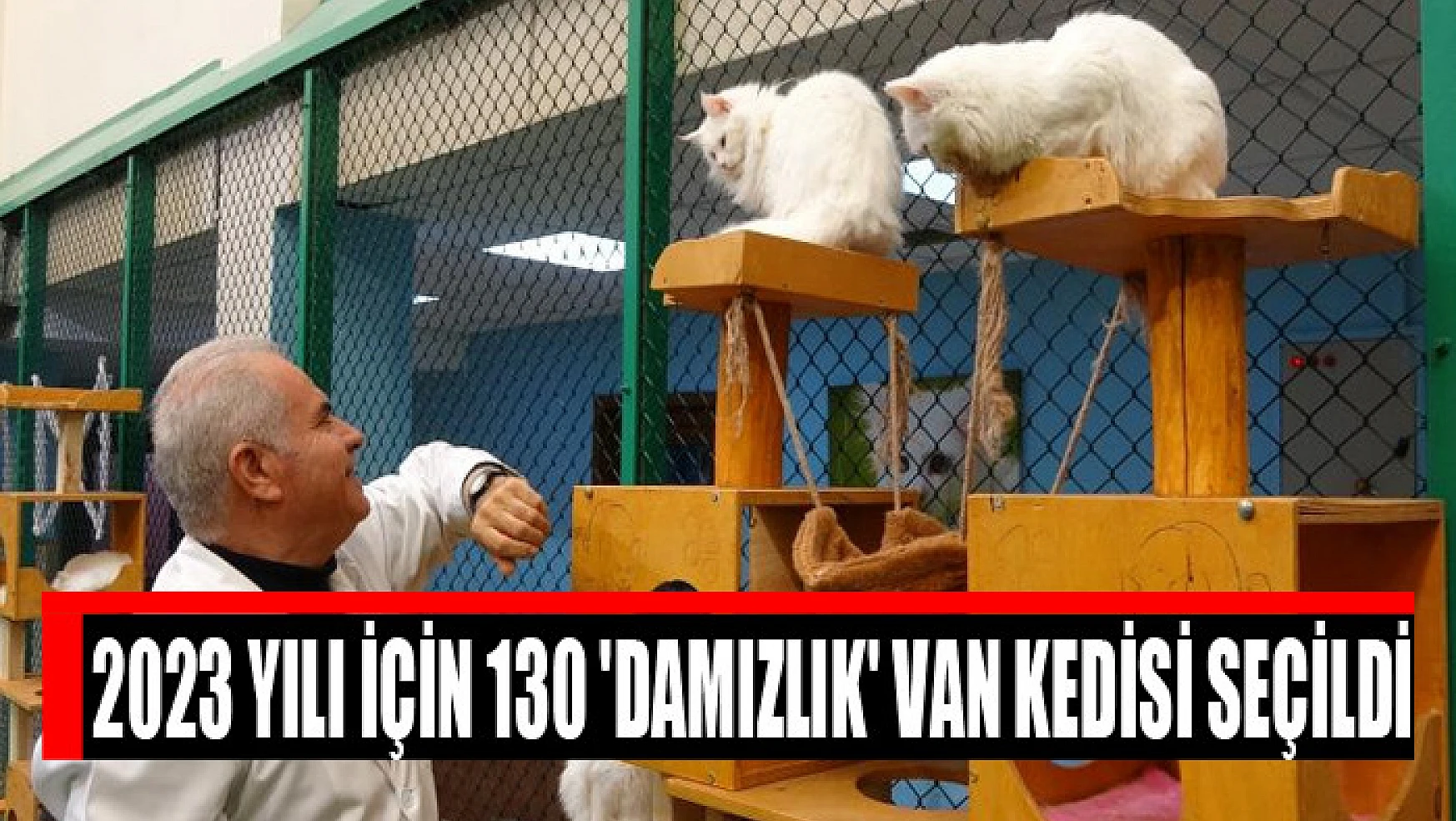 2023 yılı için 130 'damızlık' Van kedisi seçildi
