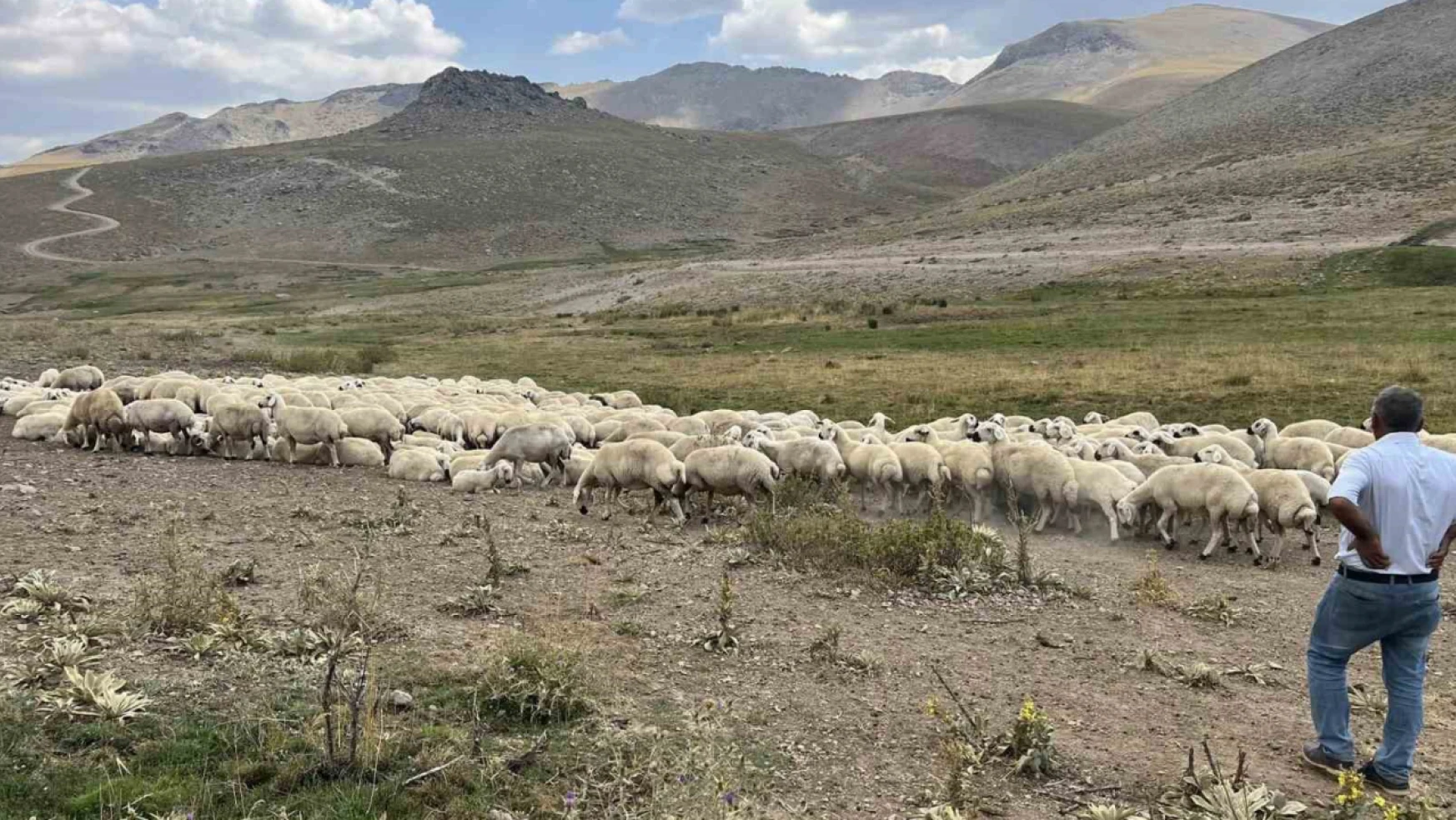 25 bin TL'ye çoban bulunamıyor