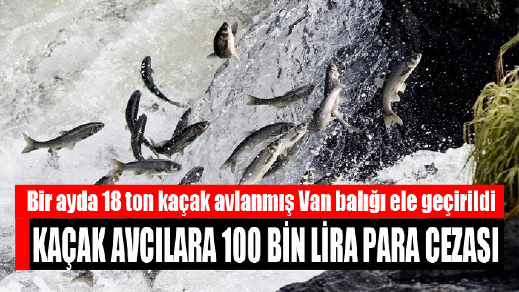 Bir ayda 18 ton kaçak avlanmış Van balığı ele geçirildi