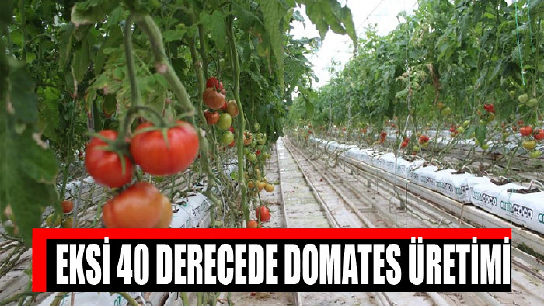  Eksi 40 derecede domates üretimi