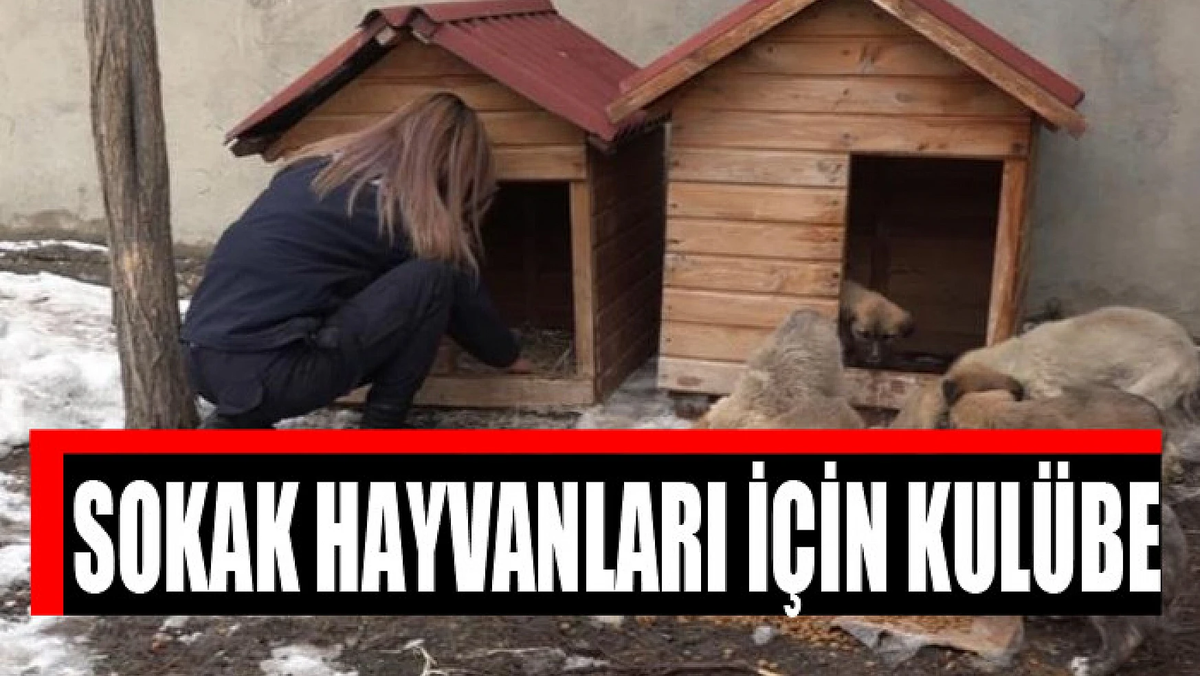 Erciş Belediyesinden sokak hayvanları için kulübe