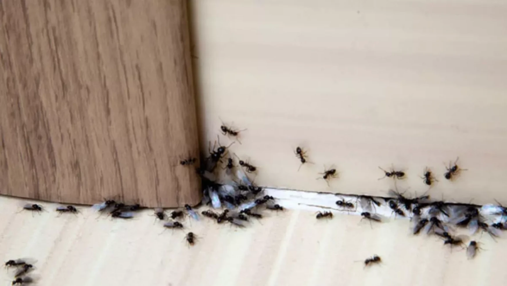 Evdeki karıncalardan kurtulmanın en etkili yolu: Kesin çözüme bu yöntemle kavuşabilirsiniz