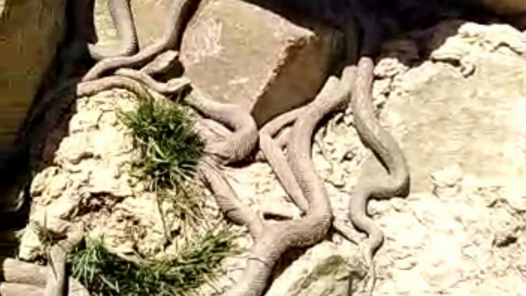 Ölümcül zehre sahip engerek yılanları sürü halinde görüntülendi