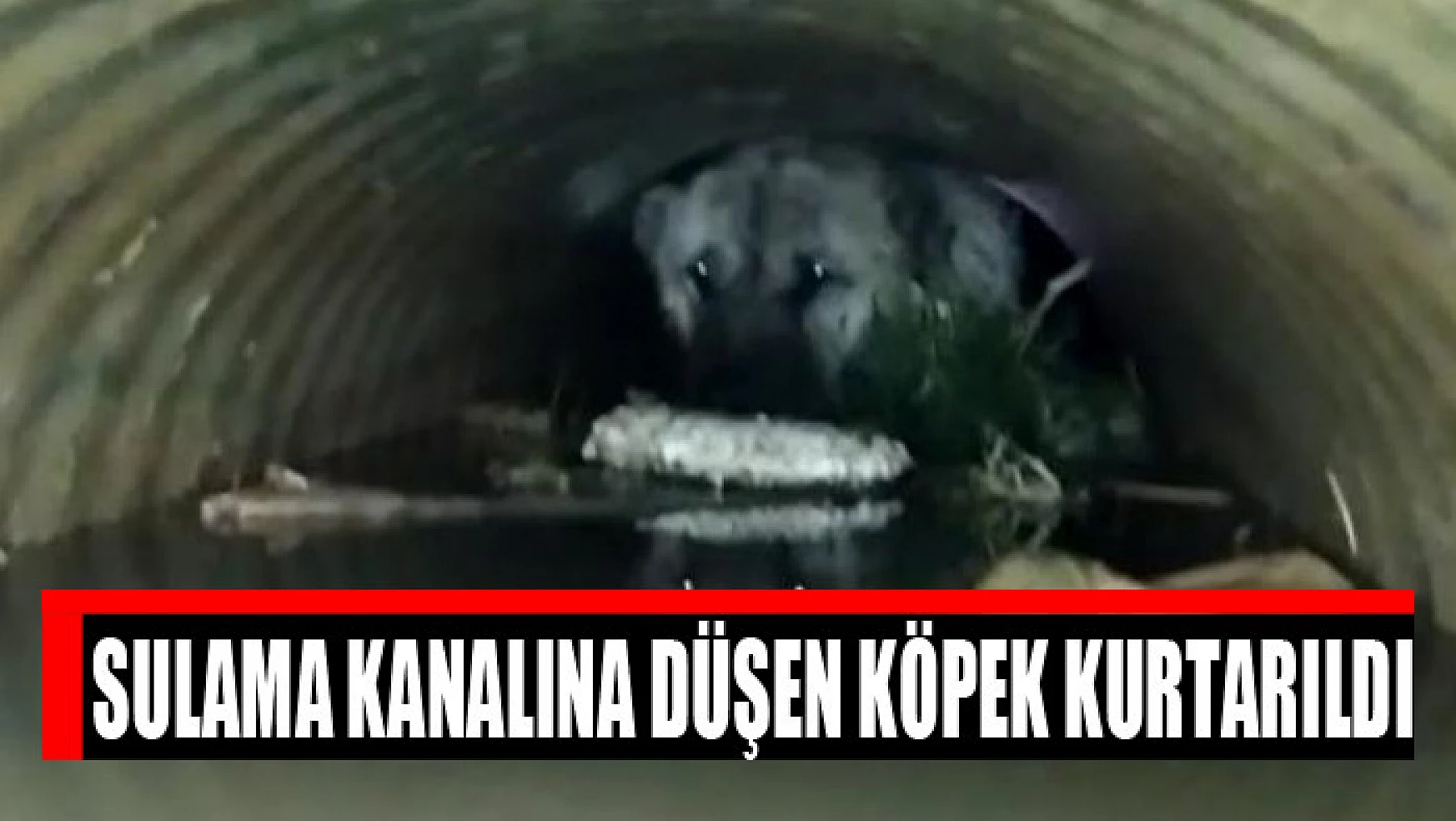 Sulama kanalına düşen köpek kurtarıldı