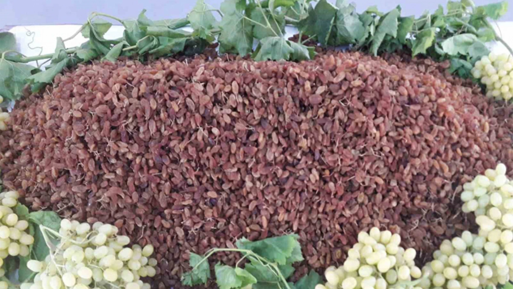 Türkiye'nin sultani çekirdeksiz kuru üzümünün ihraç fiyatı yüzde 29 arttı