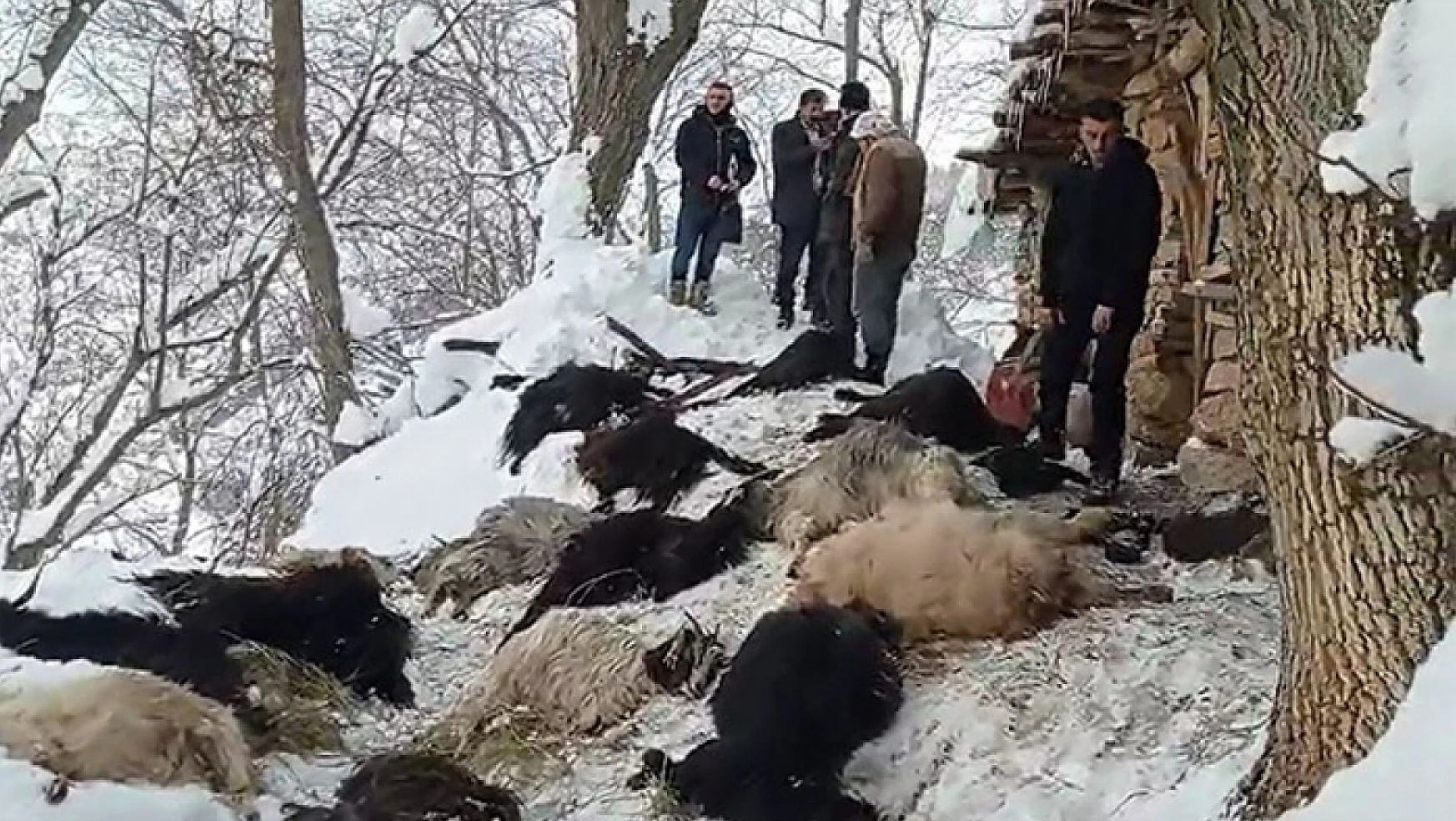 Van Çatak'ta 40 keçi telef oldu