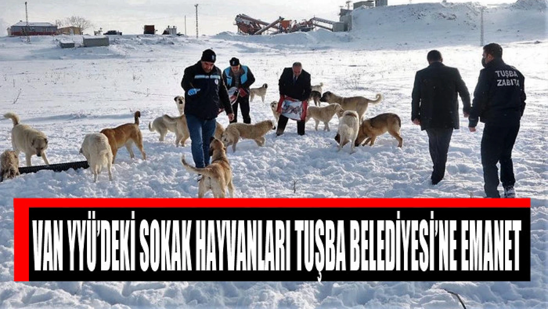 Van YYÜ'deki sokak hayvanları Tuşba Belediyesi'ne emanet