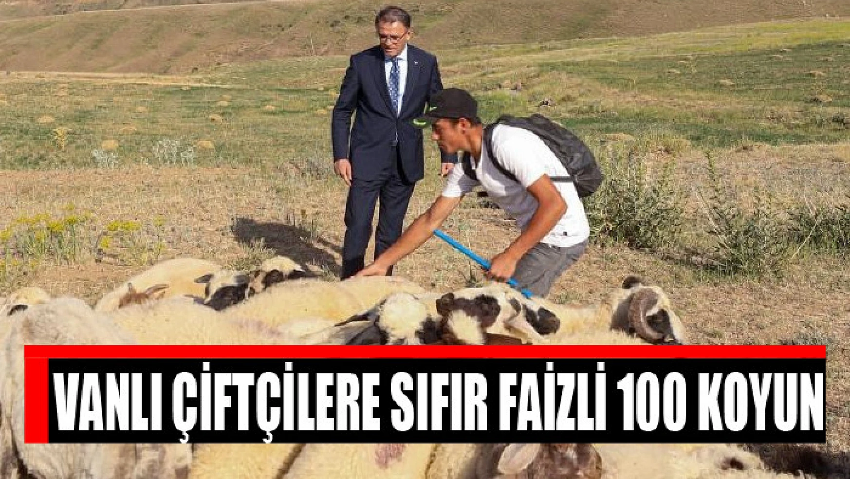 Vanlı çiftçilere sıfır faizli 100 koyun