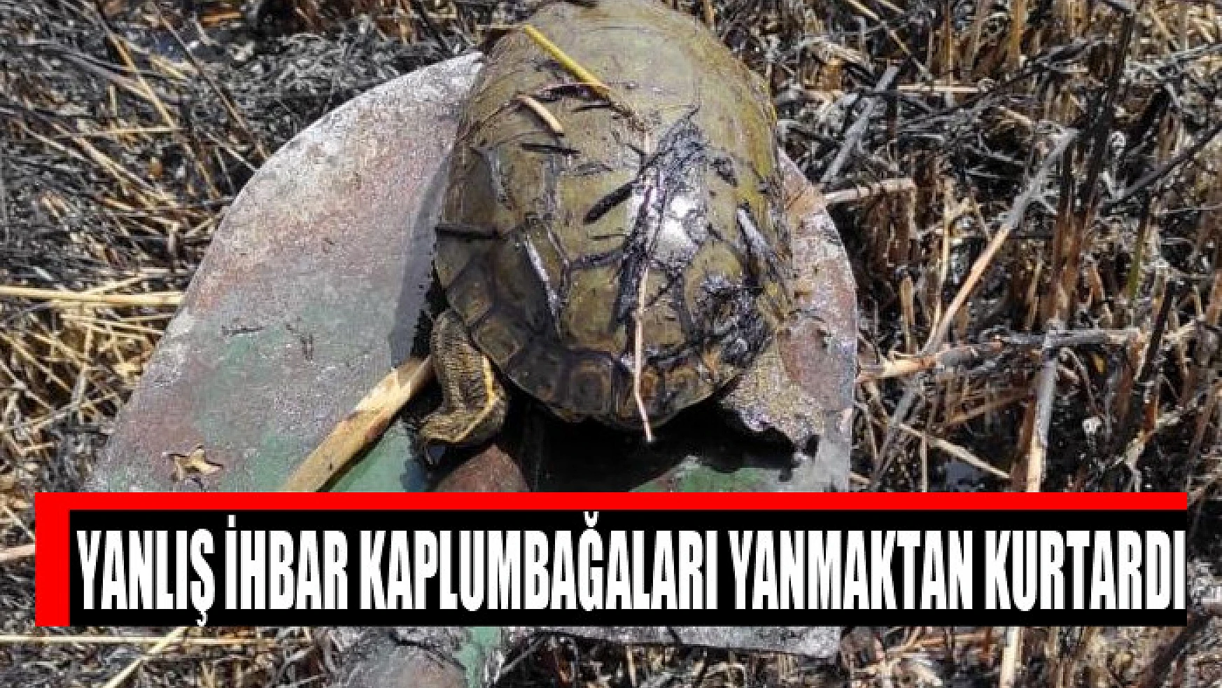 Yanlış ihbar kaplumbağaları yanmaktan kurtardı