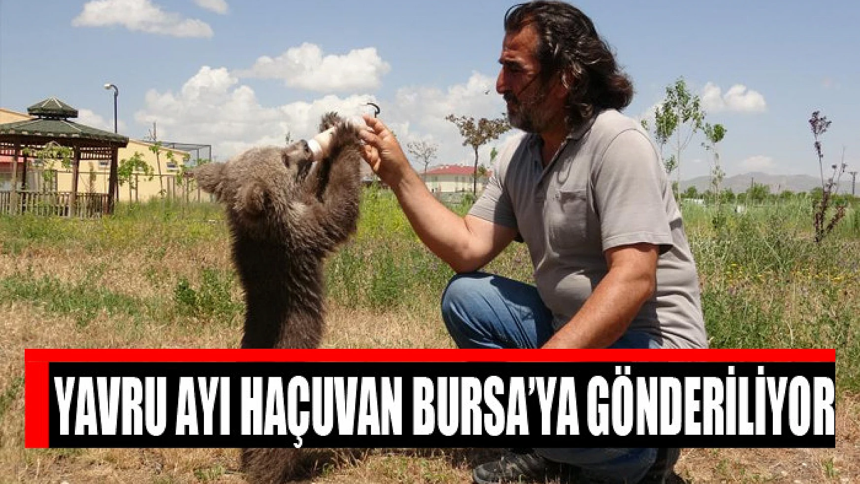 Yavru ayı Haçuvan Bursa'ya gönderiliyor