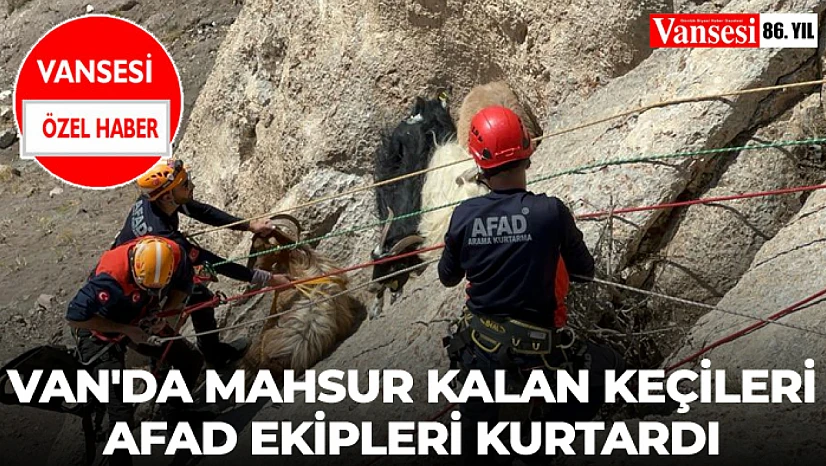 Van'da Mahsur Kalan keçileri AFAD Ekipleri Kurtardı